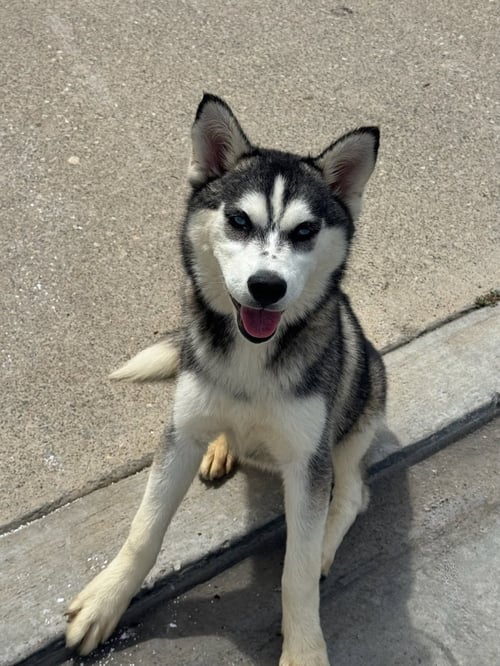 BAJA - Husky / Alaskan Malamute available for adoption