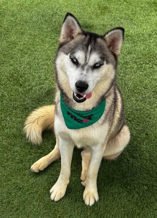 BAJA - Husky / Alaskan Malamute available for adoption