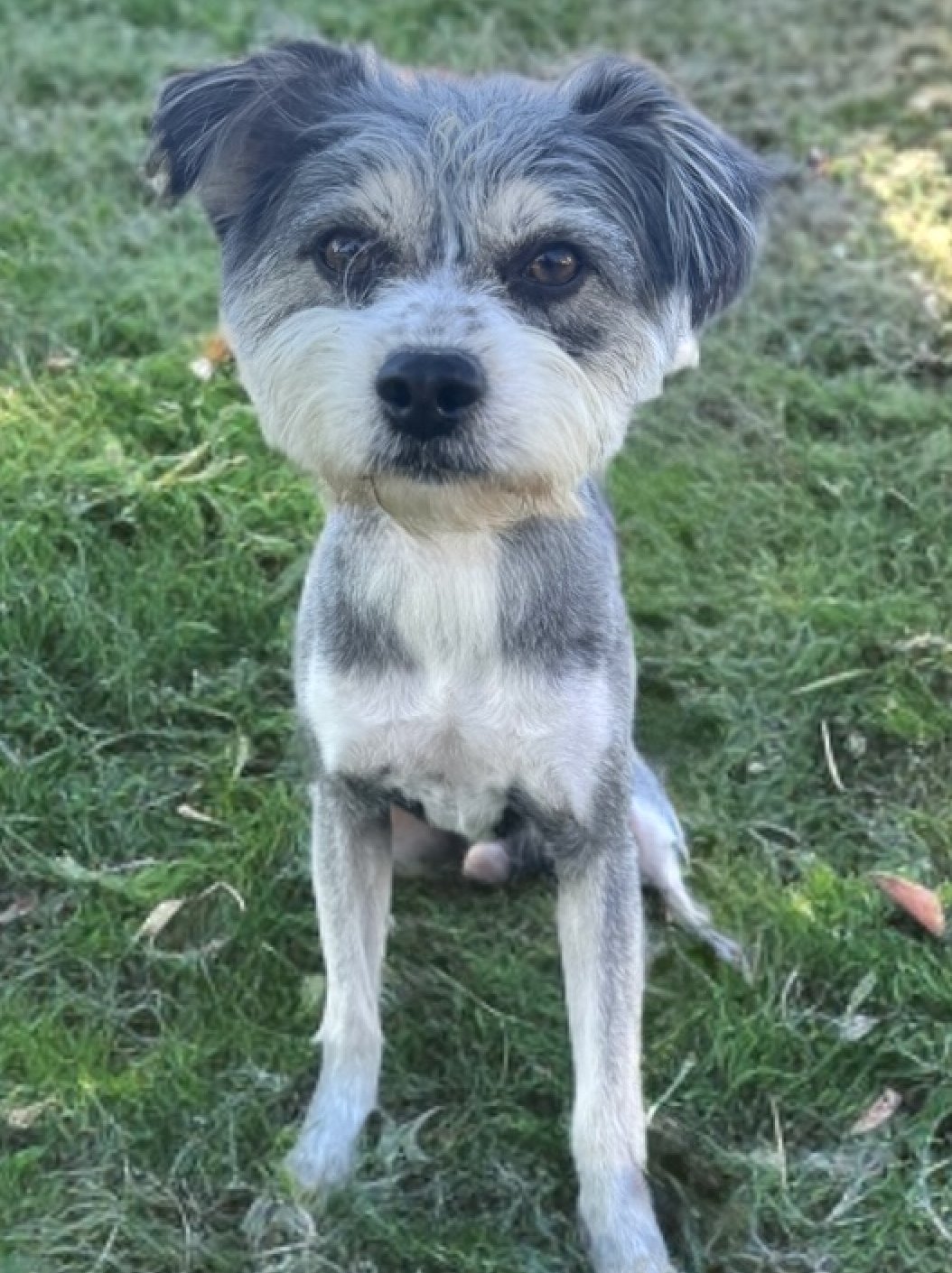 BOJANGLES - Terrier available for adoption