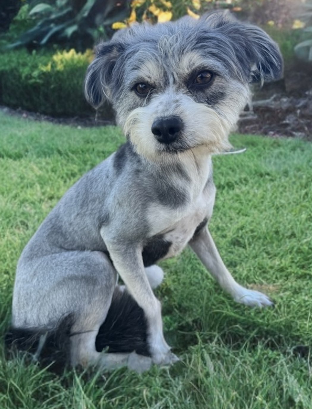 BOJANGLES - Terrier available for adoption