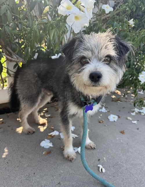 BOJANGLES - Terrier available for adoption