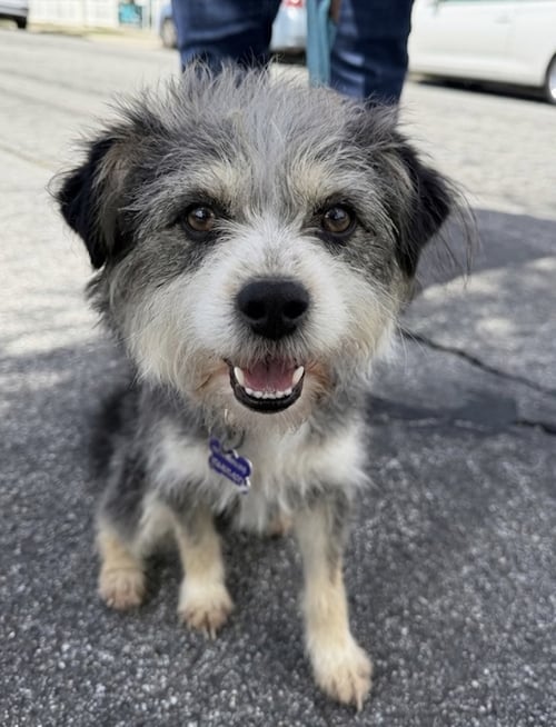 BOJANGLES - Terrier available for adoption