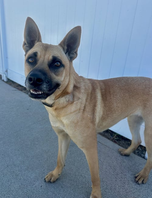 SADIE - German Shepherd Dog available for adoption