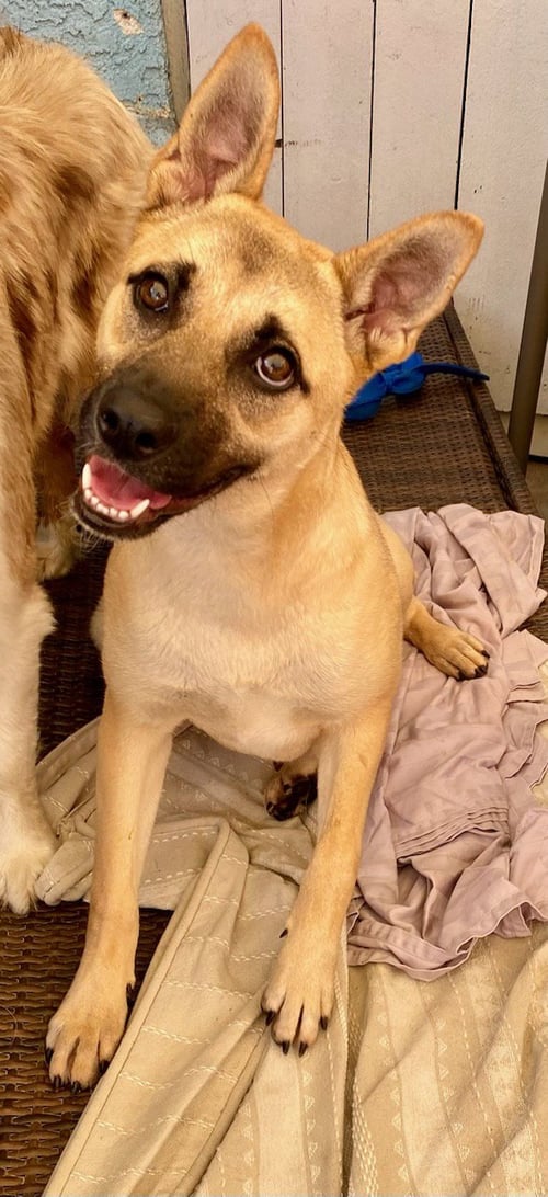 SADIE - German Shepherd Dog available for adoption
