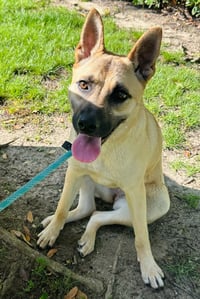 Sadie - Photo 5