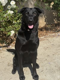 Scout - courtesy post MM - Photo 2