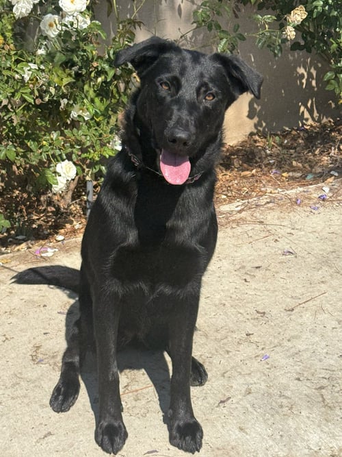SCOUT - COURTESY POST MM - Black Labrador Retriever / Retriever available for adoption