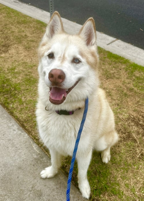 JET - Husky available for adoption