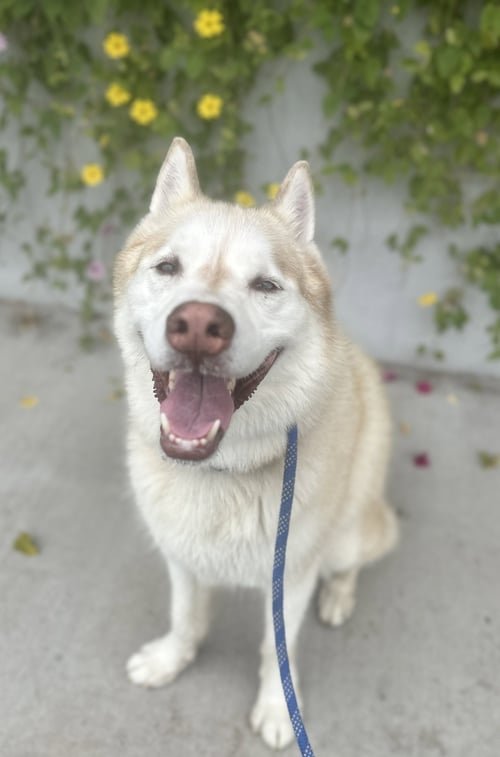 JET - Husky available for adoption