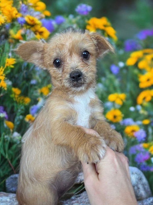 GOLDIE - Terrier available for adoption