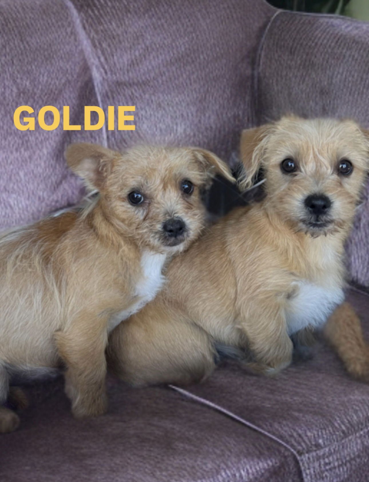 GOLDIE - Terrier available for adoption