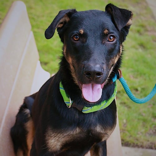 MARTY MCFLY - Rottweiler available for adoption