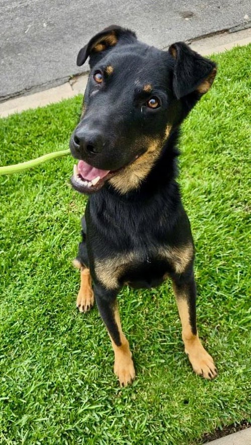 MARTY MCFLY - Rottweiler available for adoption