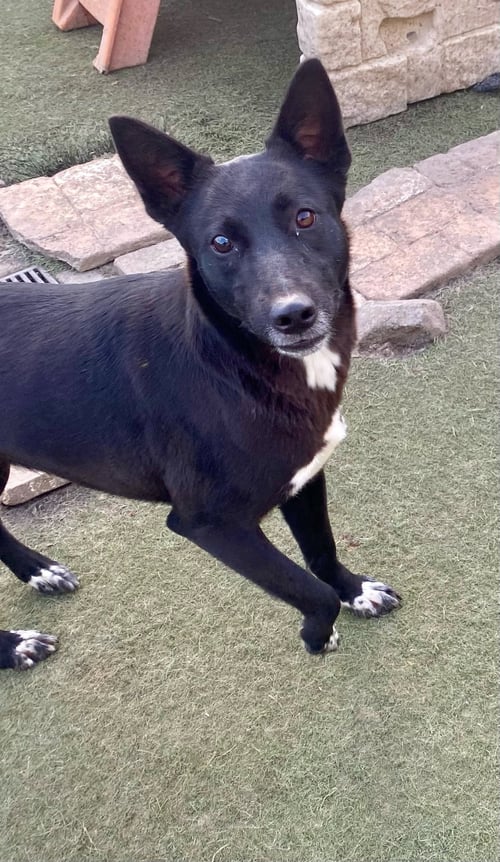 IRIS - Labrador Retriever / Australian Kelpie available for adoption