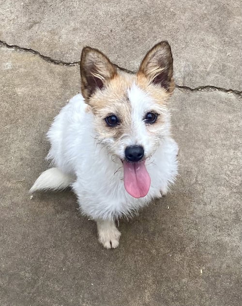 GABBI- STOLEN - Terrier / Parson Russell Terrier available for adoption