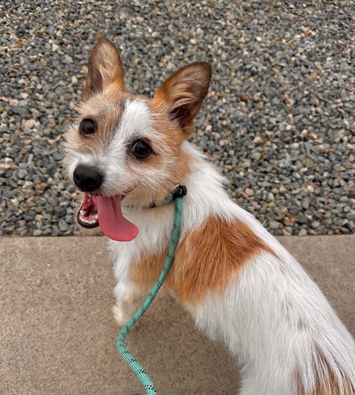 GABBI- STOLEN - Terrier / Parson Russell Terrier available for adoption