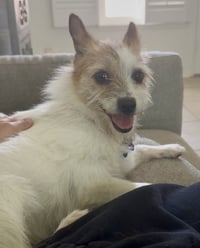 Gabbi- STOLEN - Photo 3