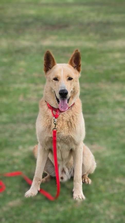 BIG BOY - Shepherd / German Shepherd Dog available for adoption