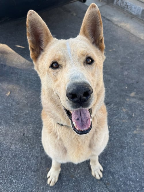 BIG BOY - Shepherd / German Shepherd Dog available for adoption