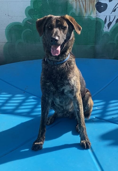 JAKE FROM STATE FARM - Dutch Shepherd / Labrador Retriever available for adoption
