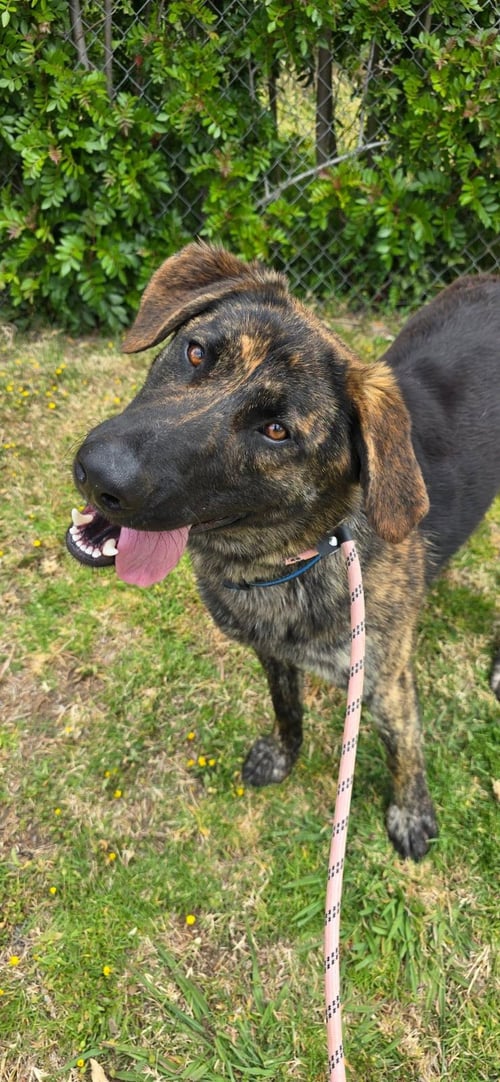 JAKE FROM STATE FARM - Dutch Shepherd / Labrador Retriever available for adoption