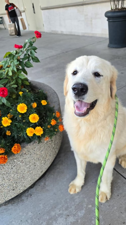 TINY - Labrador Retriever / Great Pyrenees available for adoption