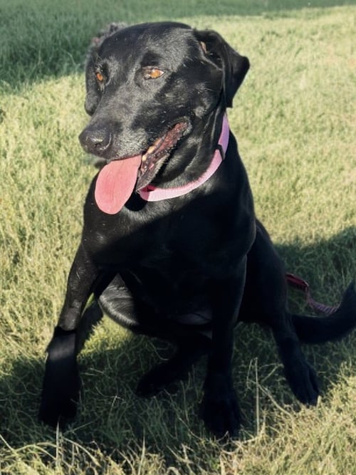 ZELDA - Labrador Retriever available for adoption