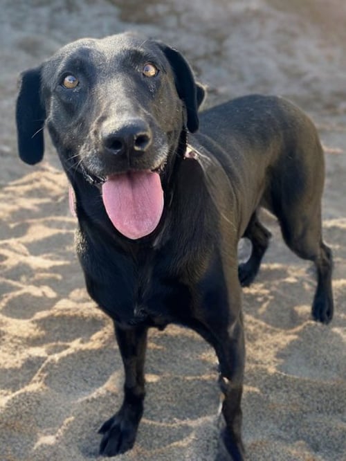 ZELDA - Labrador Retriever available for adoption