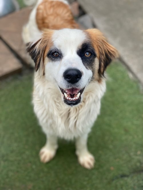 KUKURA - Australian Shepherd available for adoption