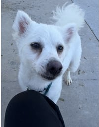 Cooper - Photo 2