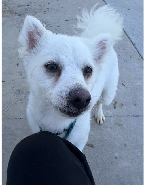 COOPER - American Eskimo Dog available for adoption