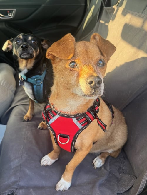 GONZO - Chihuahua / Terrier available for adoption