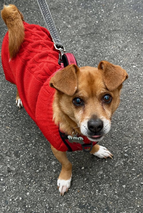 GONZO - Chihuahua / Terrier available for adoption
