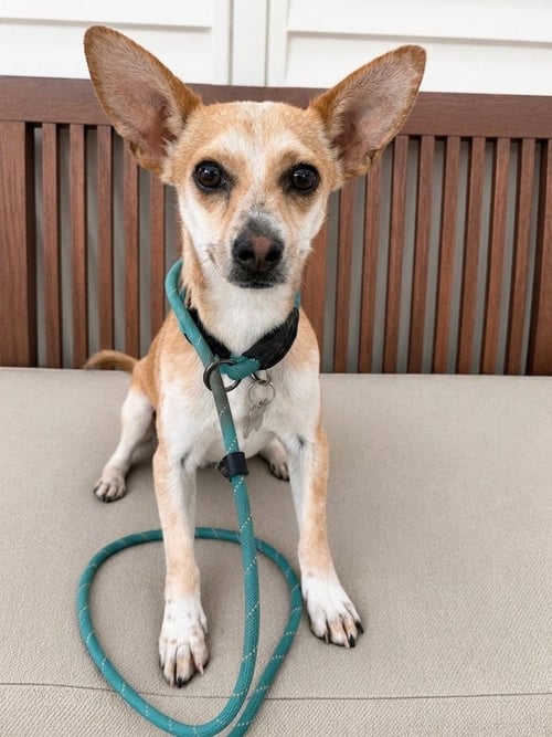 SCOOTER - Chihuahua available for adoption