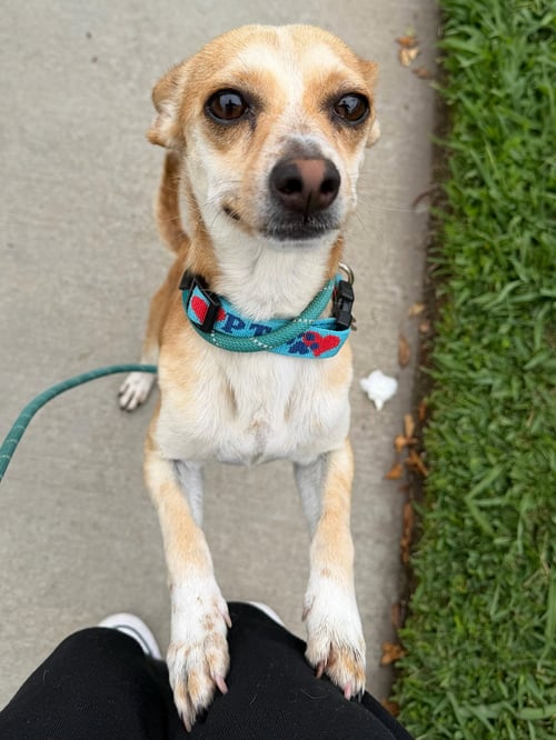 SCOOTER - Chihuahua available for adoption