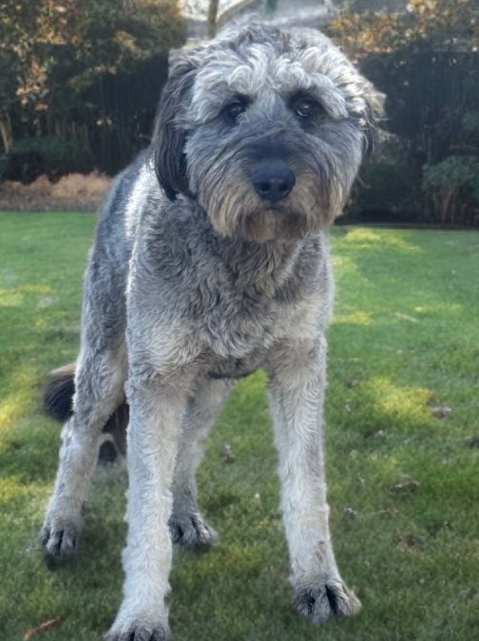 SHAGGY - Sheep Dog / Poodle (unknown type) available for adoption