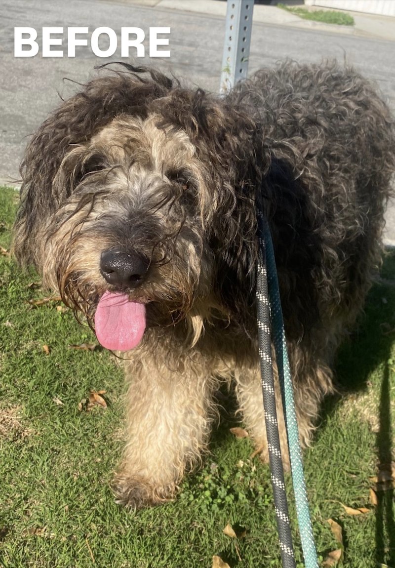 SHAGGY - Sheep Dog / Poodle (unknown type) available for adoption