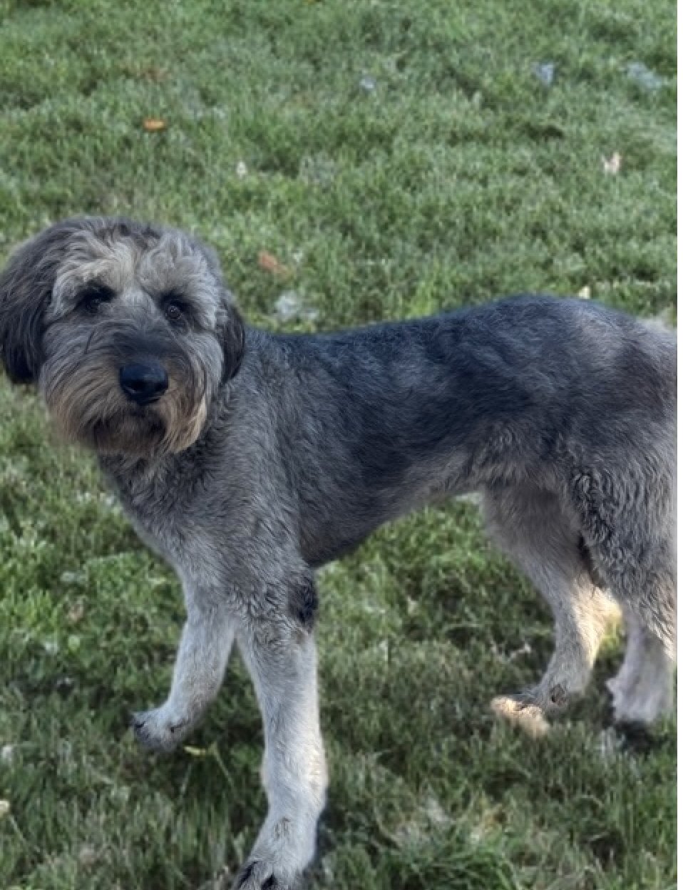 Shaggy - Photo 3