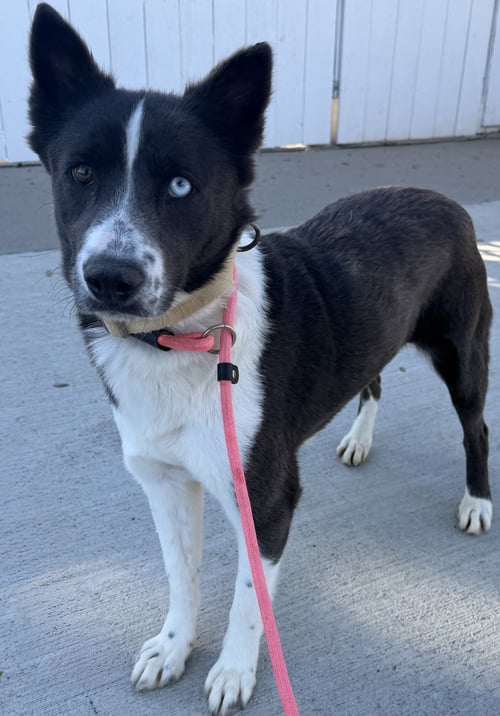 DAHLIA - Australian Cattle Dog/Blue Heeler / Australian Shepherd available for adoption