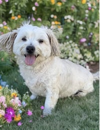 Archie Von Marshmallow - Photo 3