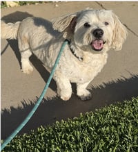 Archie Von Marshmallow - Photo 4