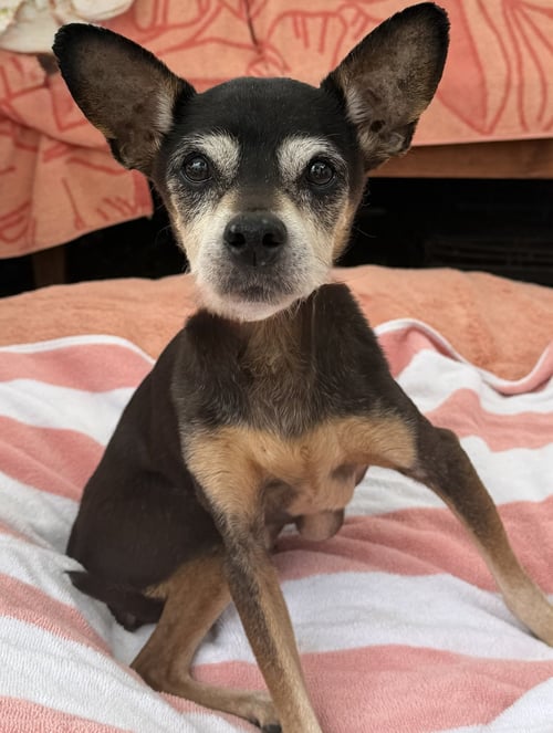 BIRDIE - Miniature Pinscher available for adoption