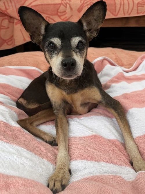 BIRDIE - Miniature Pinscher available for adoption