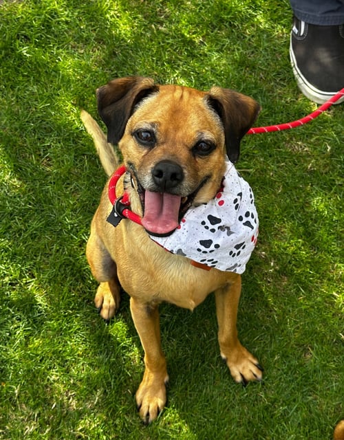 FINN - Pug / Beagle available for adoption