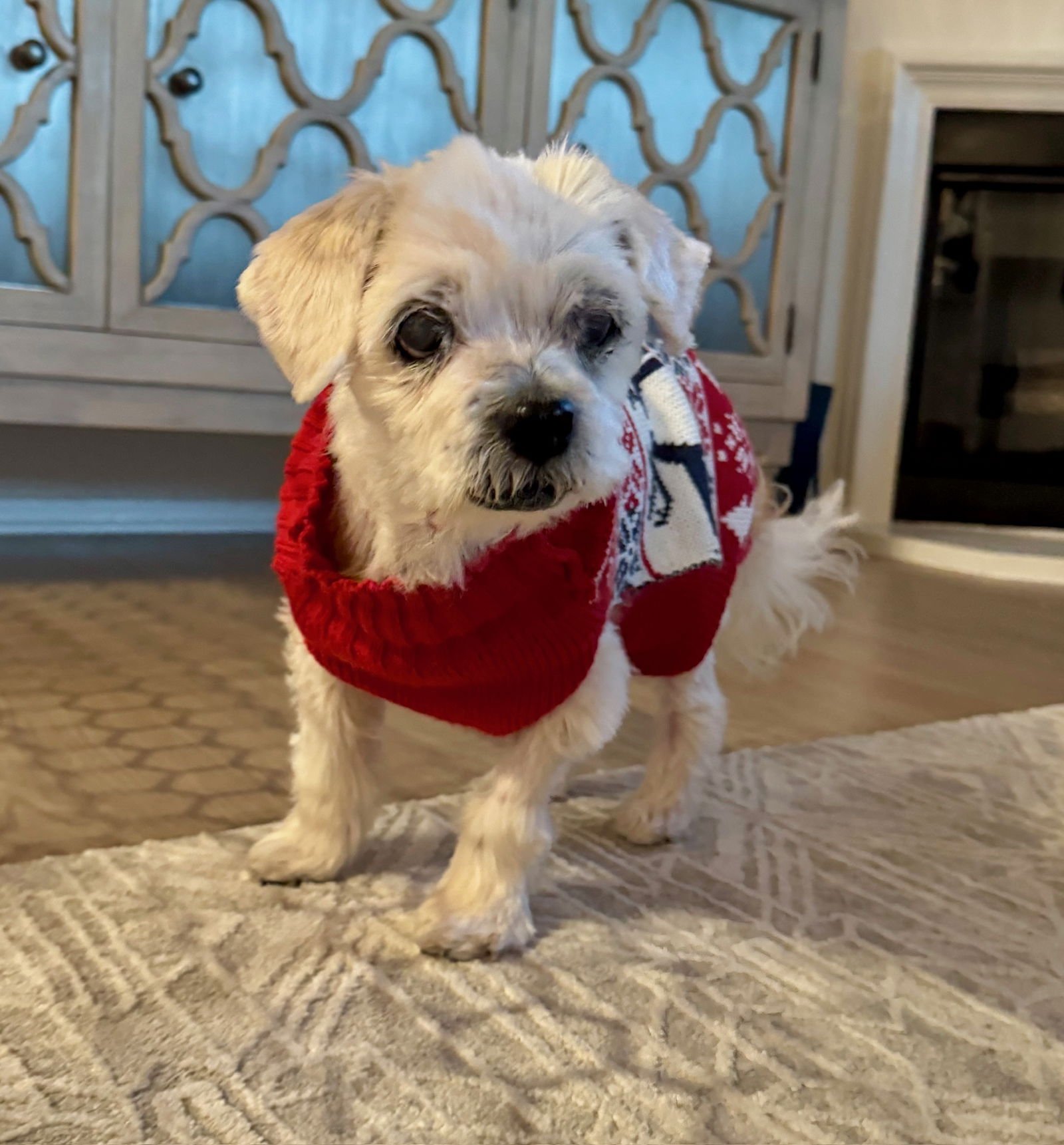 ANGEL - Maltese available for adoption