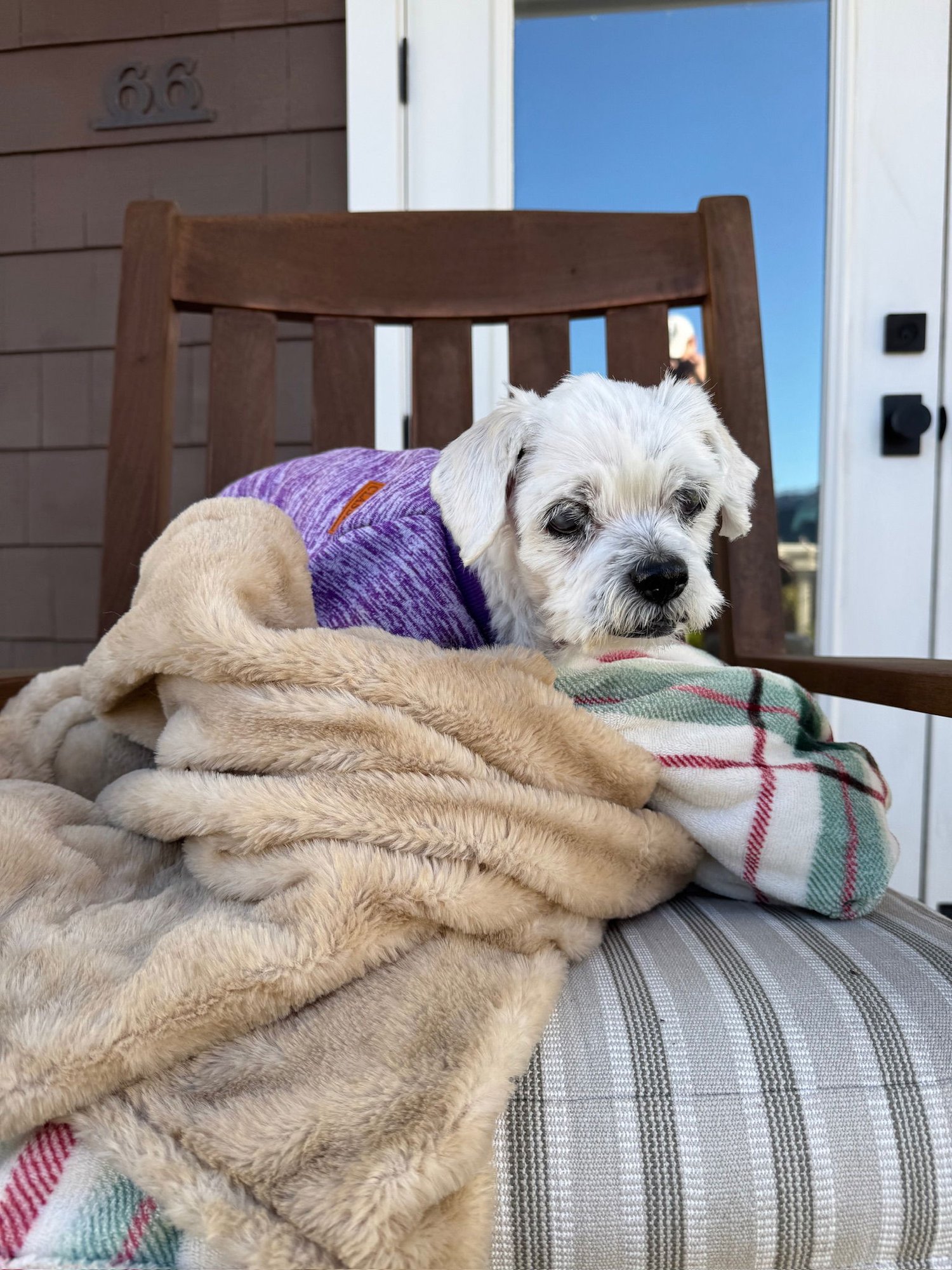 ANGEL - Maltese available for adoption