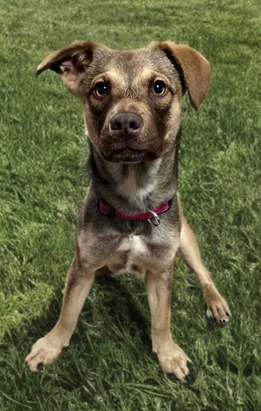SPRITZ - Terrier / Beagle available for adoption