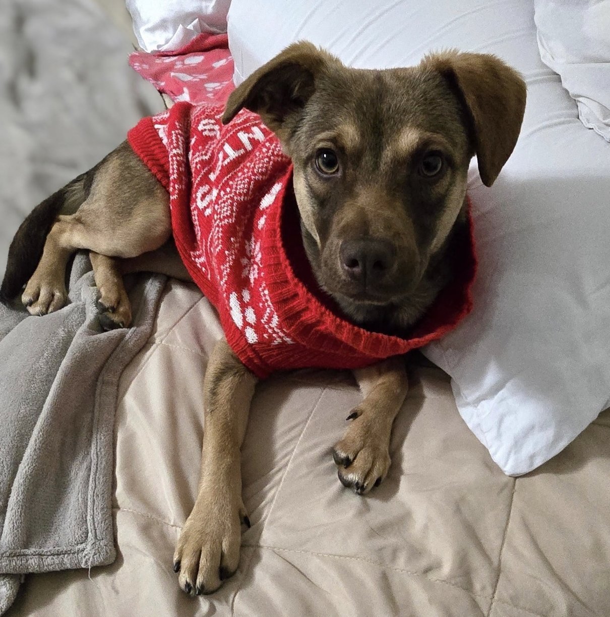 SPRITZ - Terrier / Beagle available for adoption