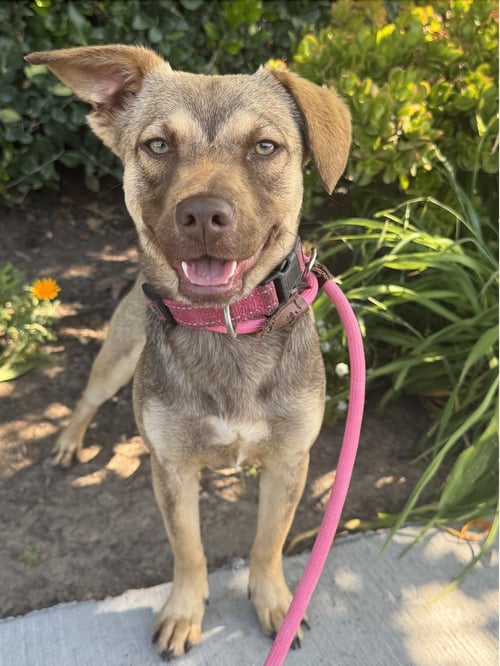 SPRITZ - Terrier / Beagle available for adoption