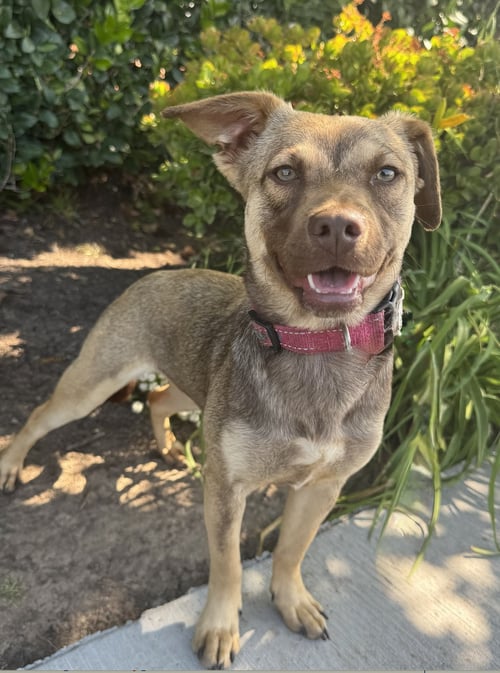 SPRITZ - Terrier / Beagle available for adoption